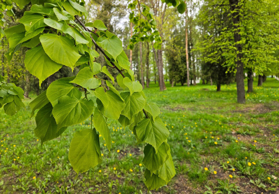 Дожди и до +15°С ожидается сегодня в Беларуси