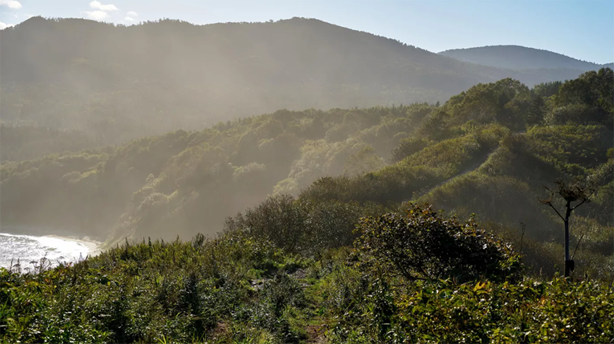 В Южно-Сахалинске из-за нападения медведя погибли два человека