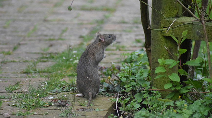 Крысы заполонили крупнейшую военную базу Великобритании