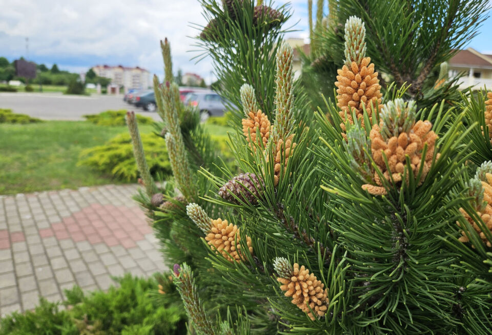 Малооблачно, без осадков. Какой будет погода в Беларуси сегодня