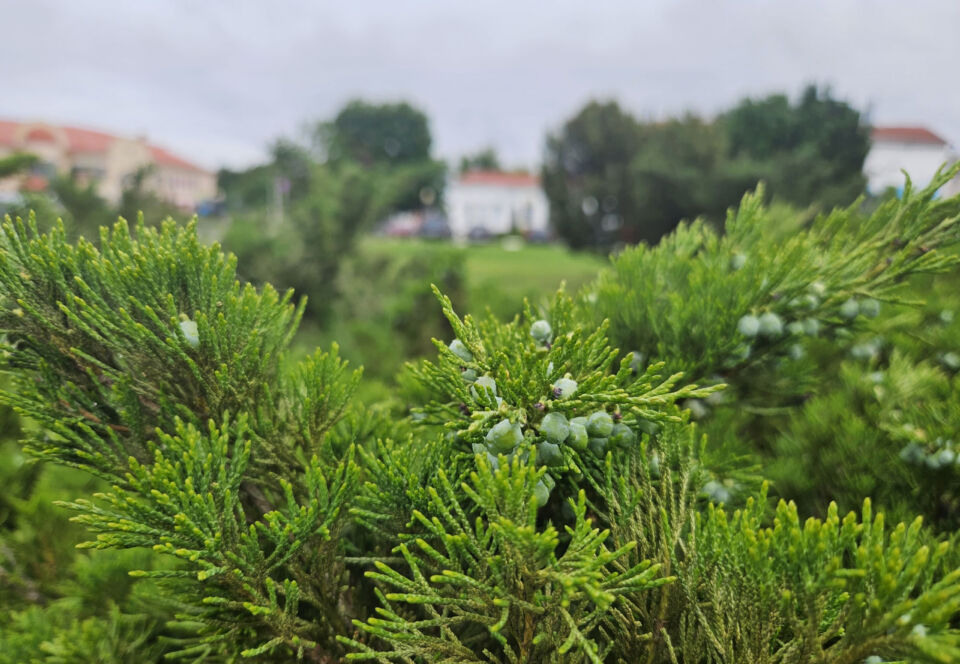 Облачно с прояснениями и до +25°С ожидается сегодня в Беларуси
