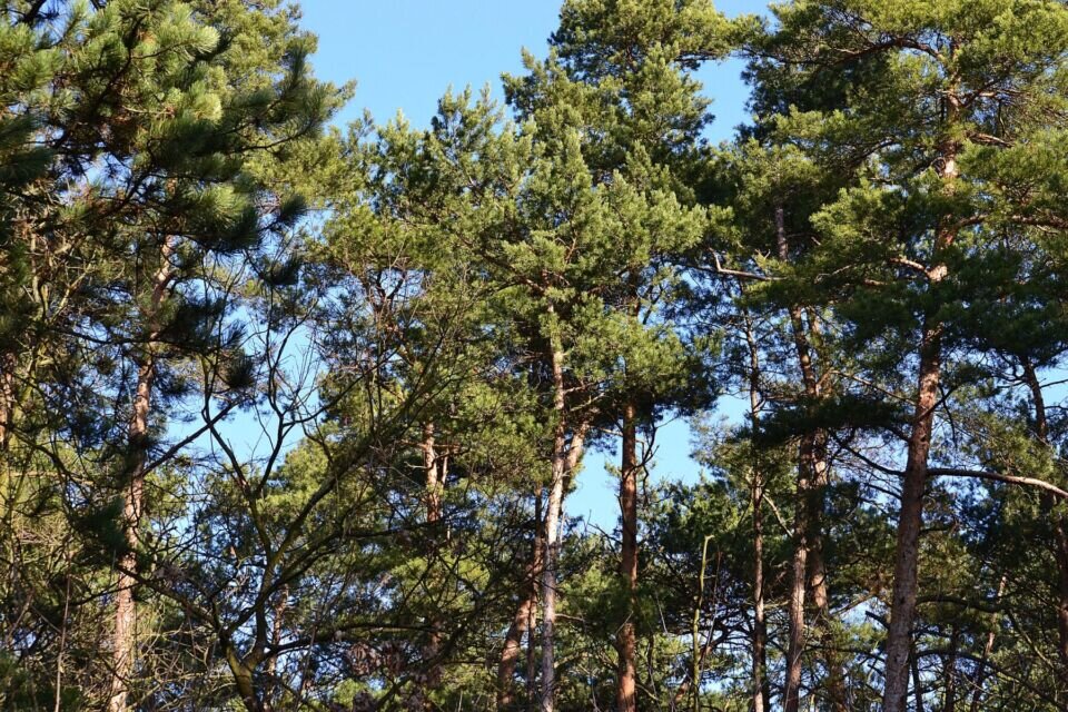 Ограничения на посещение лесов действуют в 17 районах Беларуси