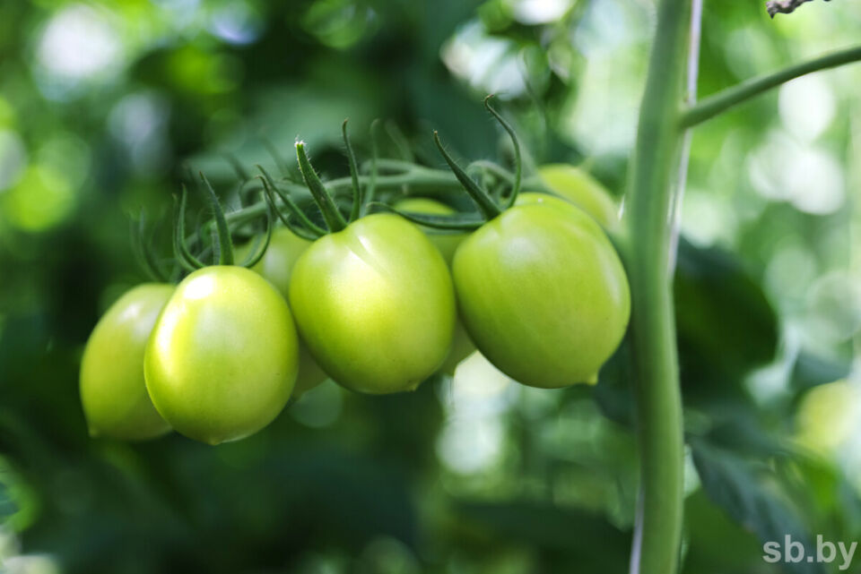 Садовод рассказал, как распознать жирование томатов и что делать, если вы с ним столкнулись