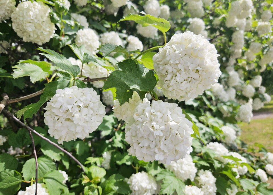 Народные приметы на 6 июня 2025 года: что нельзя делать в день Симеона Столпника