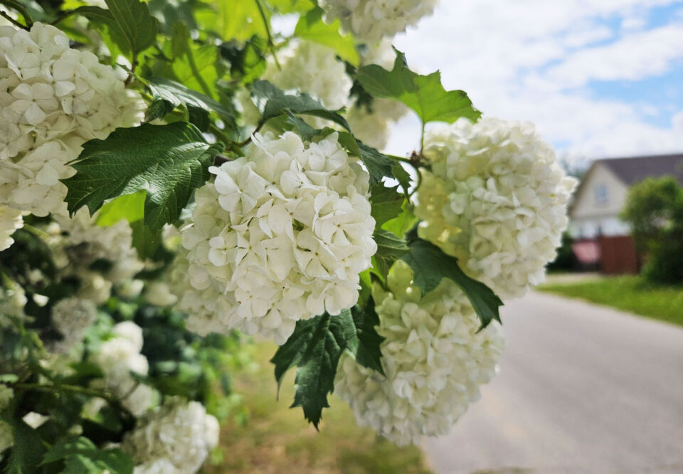 До +27°С ожидается сегодня в Беларуси
