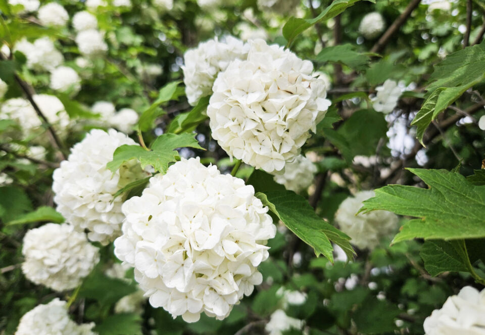 Порывистый ветер и кратковременные дожди ожидаются сегодня в Беларуси