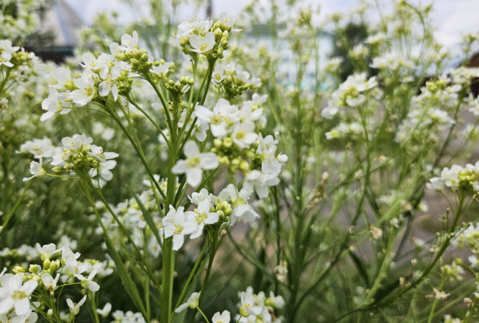 Оранжевый уровень опасности из-за сильного ветра объявлен в Беларуси на 19 июня