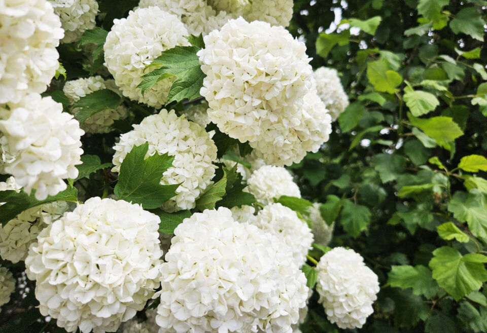 Тепло и дождливо будет сегодня в Беларуси