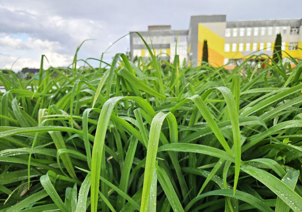 Дожди и грозы ожидаются сегодня в Беларуси