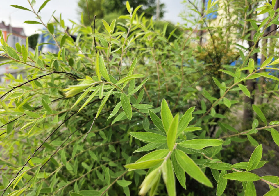 Приметы и поверья на 20 июня: что нельзя делать на Федотов день