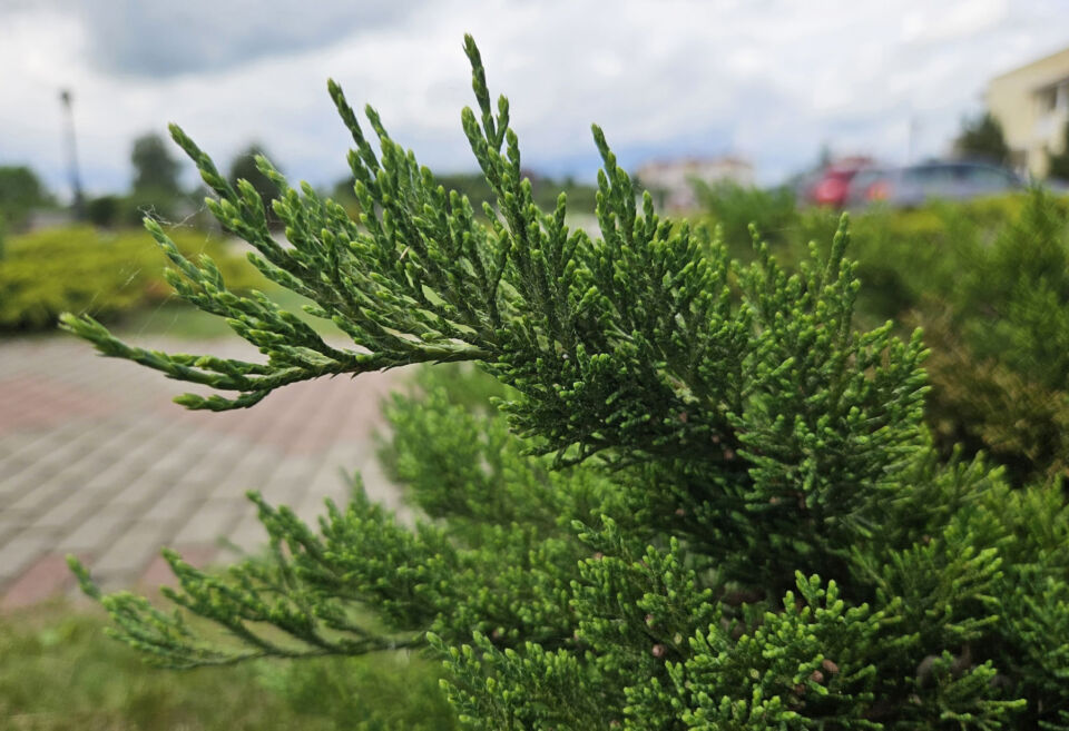Дождливая погода с грозами ожидается сегодня в Беларуси