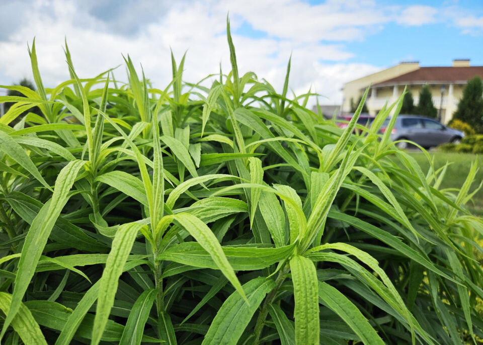До +31°С, местами ливни и град ожидаются сегодня в Беларуси