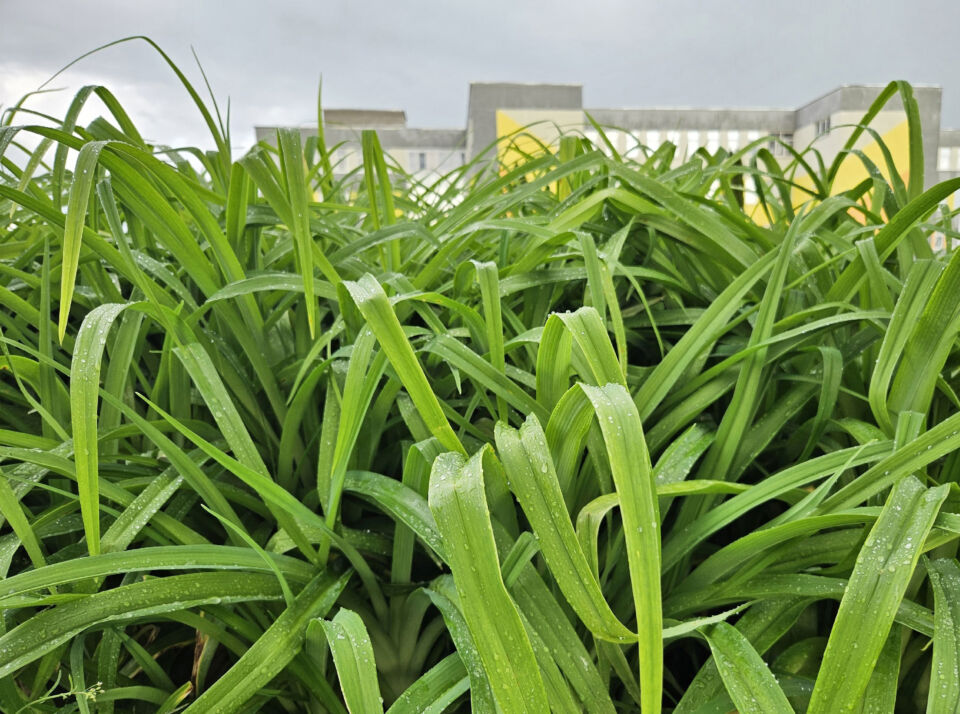 Кратковременные дожди и грозы ожидаются сегодня в Беларуси