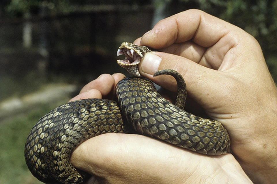 Как действовать при укусе змеи 