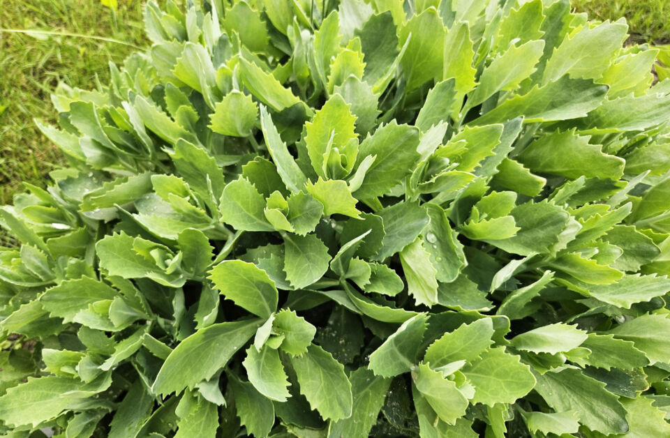 Народные приметы на 25 июня 2025 года: что нельзя делать в день Петра Солнцеворота