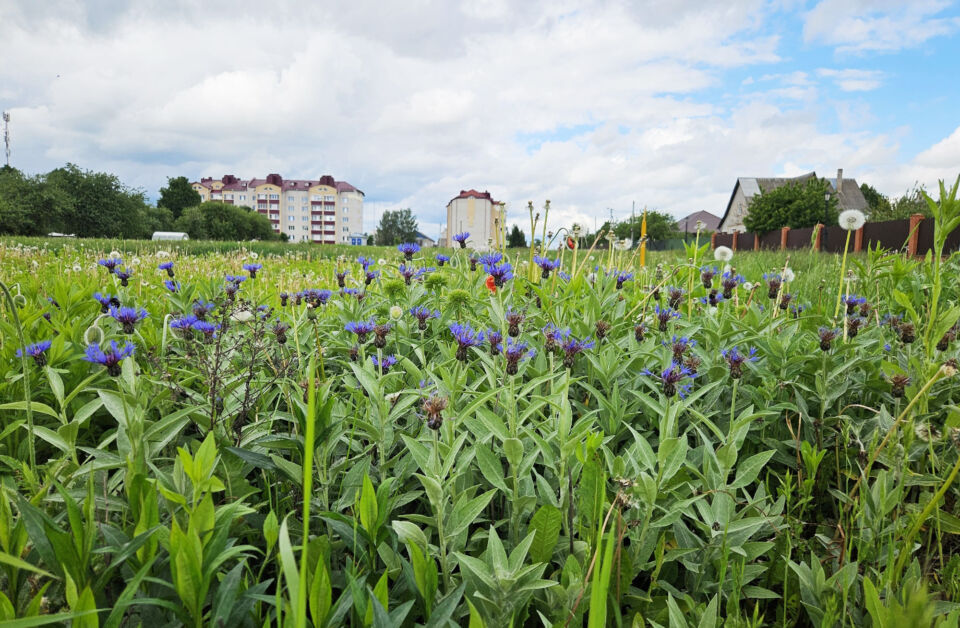 Приметы и поверья на 4 июня: что нельзя делать в Василисков день