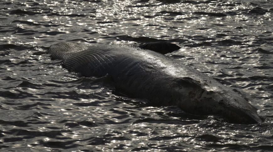 В Японии китов выбросило на берег после землетрясения