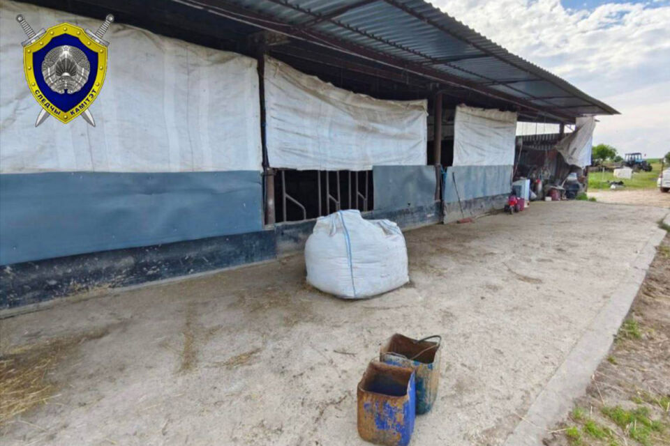 В Березовском районе корова тяжело травмировала маленькую девочку