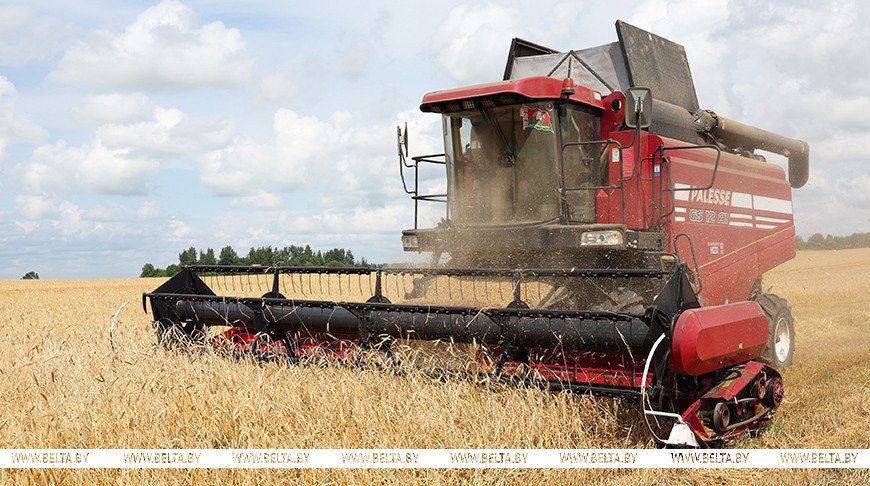 В Беларуси убрали почти 20% зерновых и зернобобовых культур