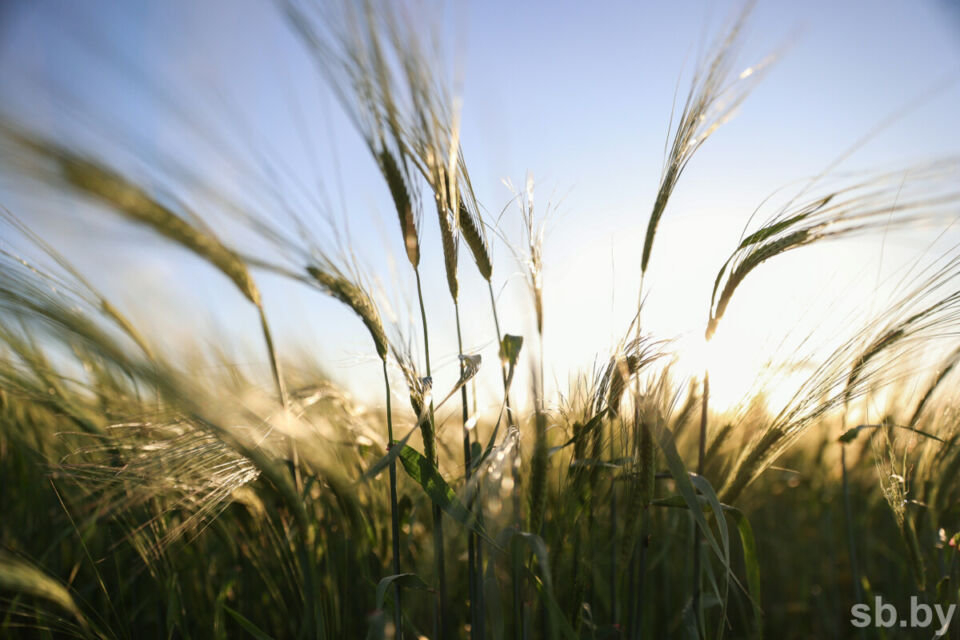 Погода в Беларуси 9 июля: оранжевый уровень опасности, грозы, шквалистый ветер и до +32 °С