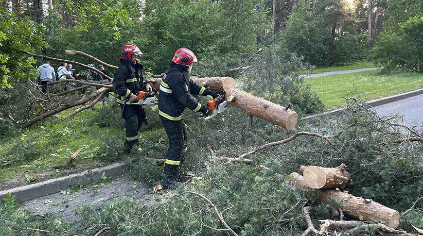 Упавшие деревья и 670 населенных пунктов без электричества. Последствия непогоды ликвидируют в Беларуси