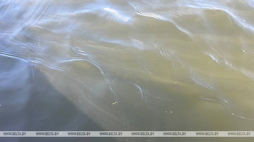 Мужчина утонул в мелиоративном канале в Червенском районе