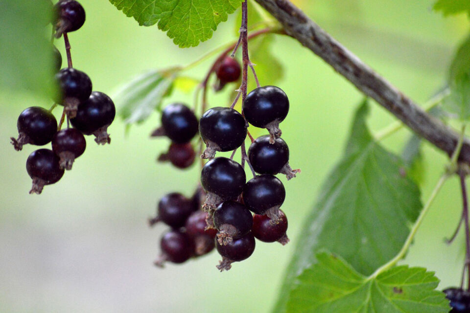 Можно ли в конце августа пересаживать смородину на новое место? Отвечает садовод