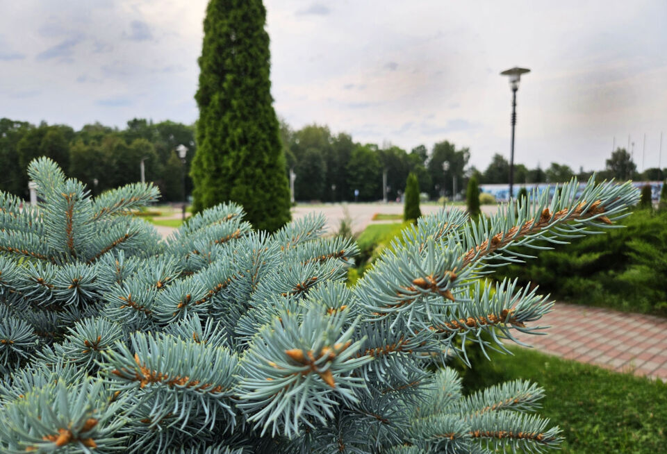 Дождливая погода с грозами ожидается сегодня в Беларуси