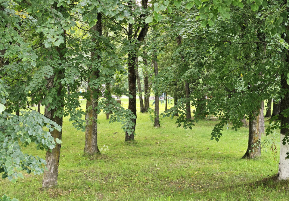 Народные приметы на 7 августа 2025 года: что нельзя делать в день Анны Зимоуказательницы