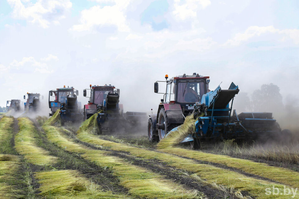 В Беларуси лен вытереблен на 78 процентах площадей — Минсельхозпрод