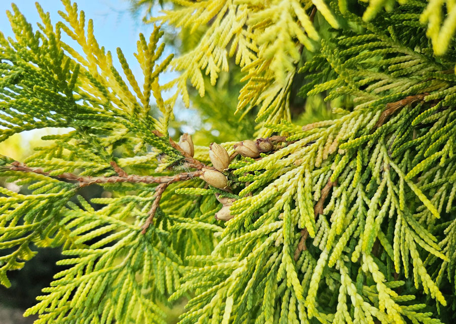 День Бориса и Глеба: что можно и нельзя делать 6 августа 2025 – традиции, обычаи, запреты