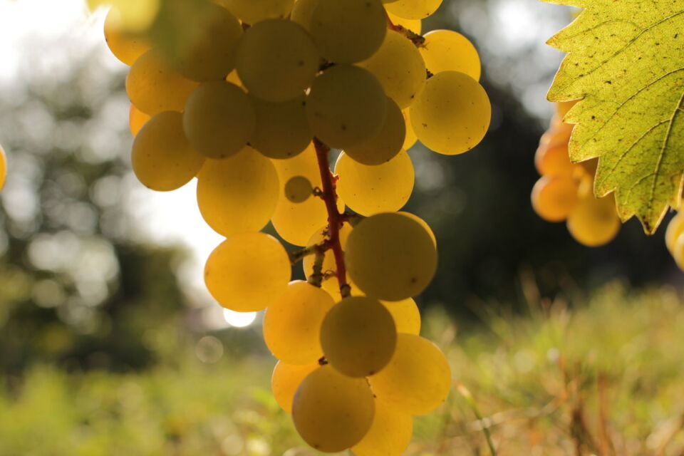 В Беларуси создан первый отечественный сорт винограда для сухого вина