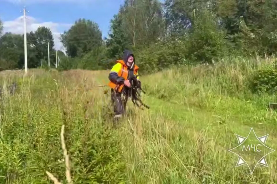 В Крупском районе МЧС спасло овец, застрявших в болоте