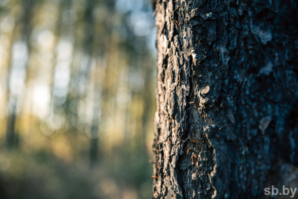 В Бешенковичском районе спасатели нашли потерявшуюся в лесу женщину — МЧС