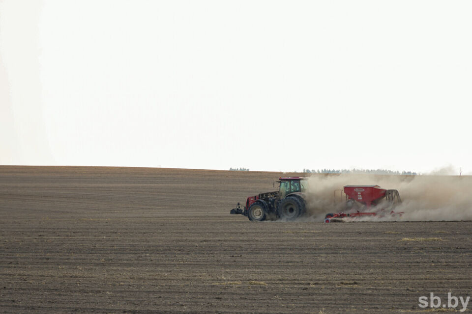 В Беларуси озимый рапс посеян на 18 процентах запланированных площадей — Минсельхозпрод
