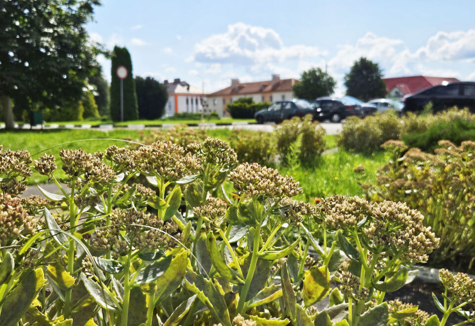 Дожди и до +19°С. Какой будет погода в Беларуси сегодня