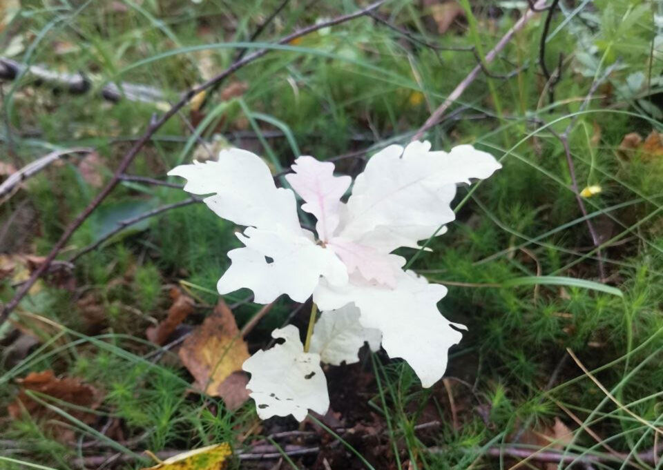 В Круглянском районе обнаружили дуб-альбинос