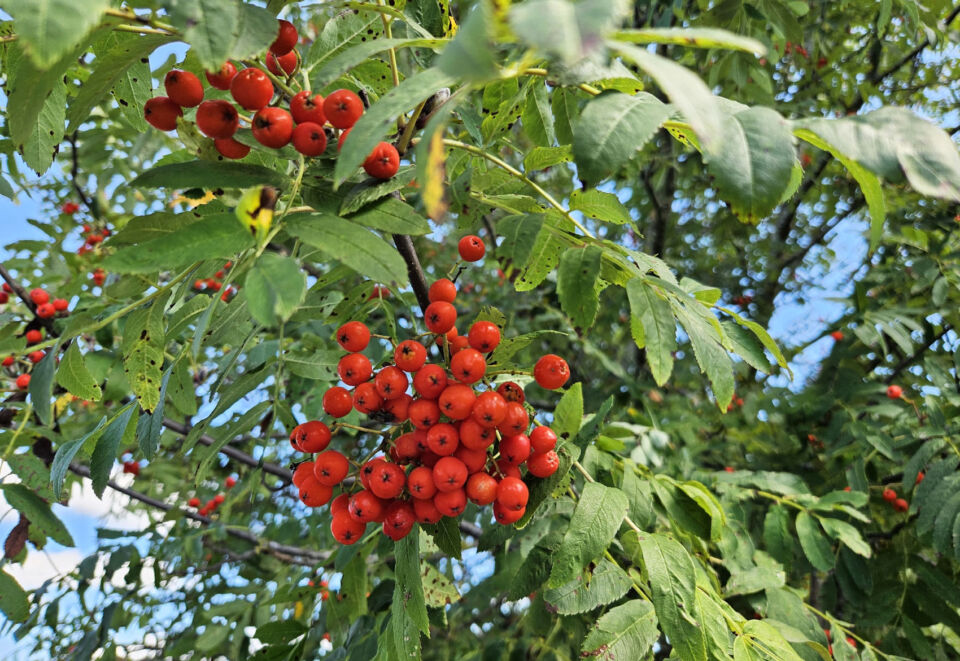 До +23°С, переменная облачность будет сегодня в Беларуси