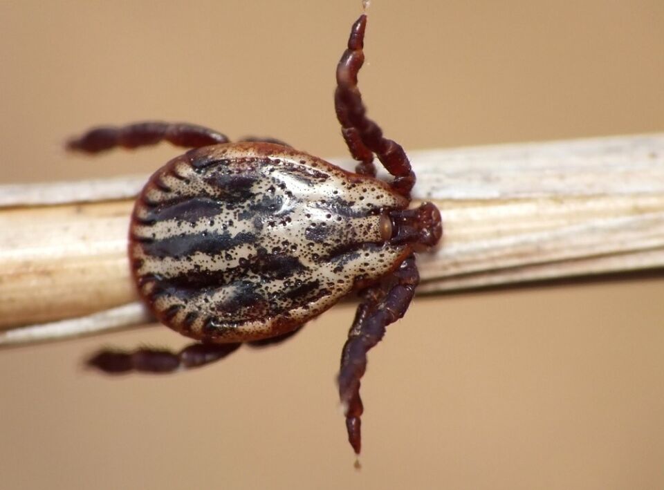 Врач-эпидемиолог напомнила о первоочередных действиях при укусе клеща