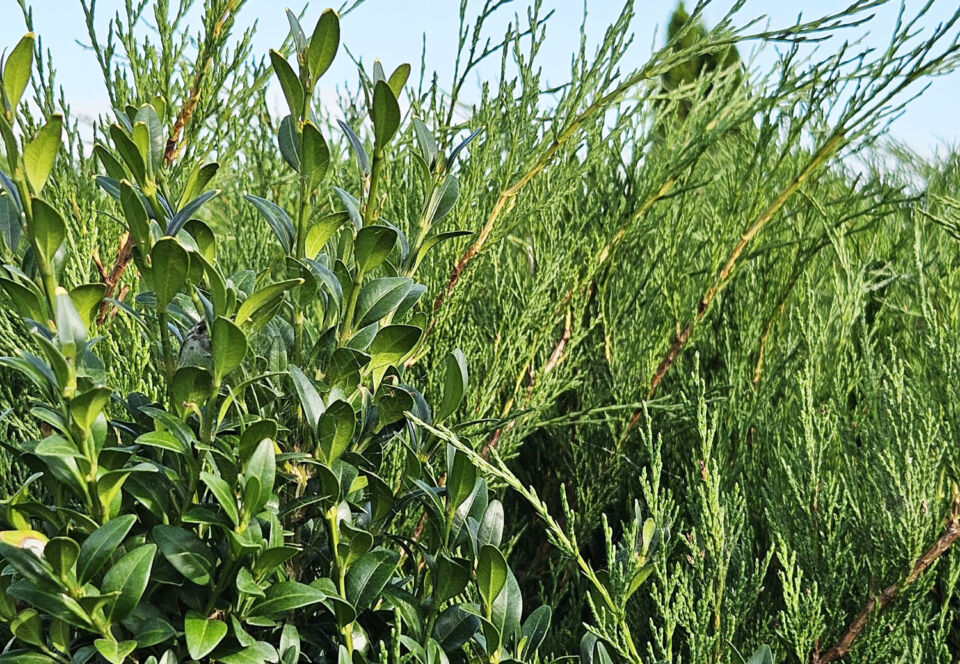 Народные приметы на 12 августа 2025 года: что нельзя делать в день Силы и Силуана