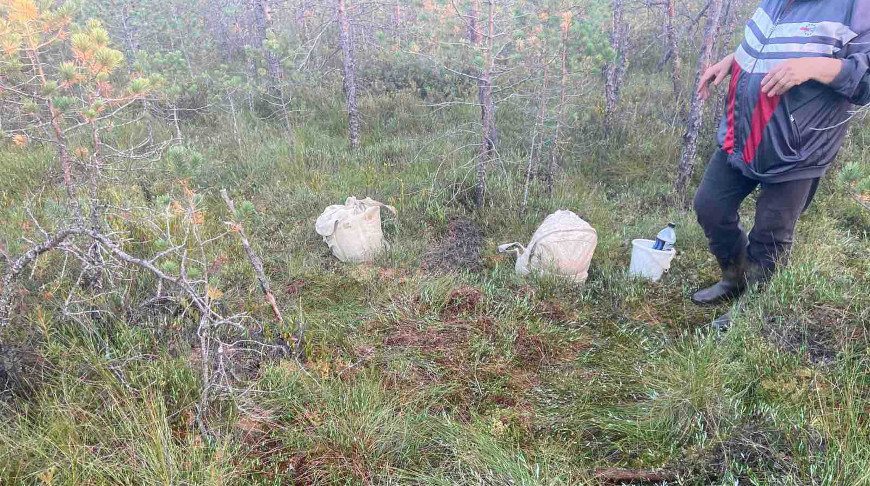 В Осиповичском районе в лесу заблудилась пенсионерка, ее обнаружили спасатели