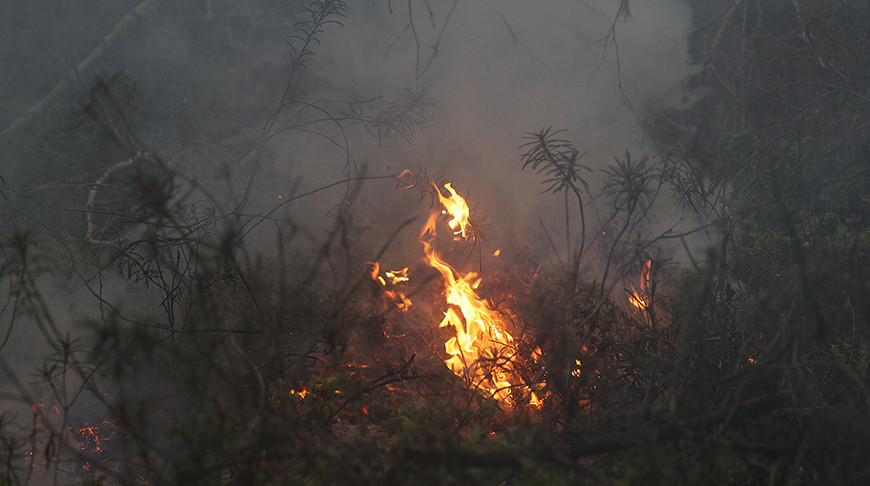 Пять лесных пожаров ликвидировано за сутки в Беларуси