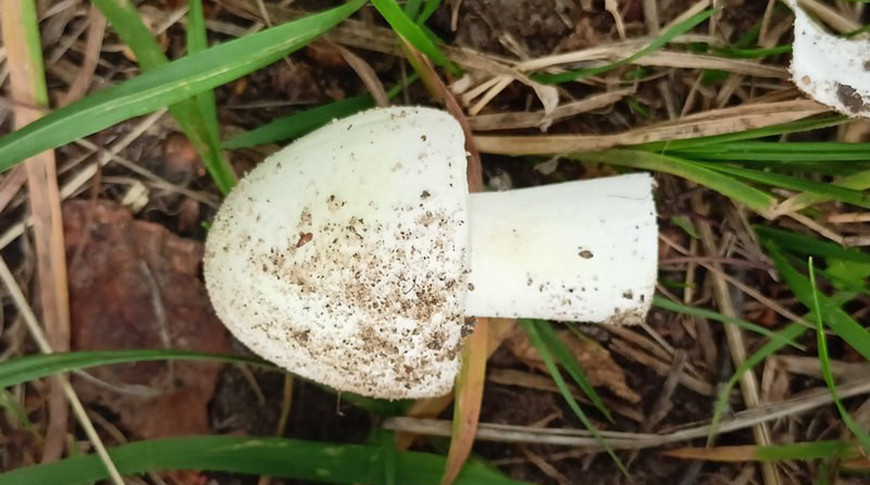 Пенсионерка в Дрогичине приняла ядовитые грибы за съедобные и умерла от отравления 