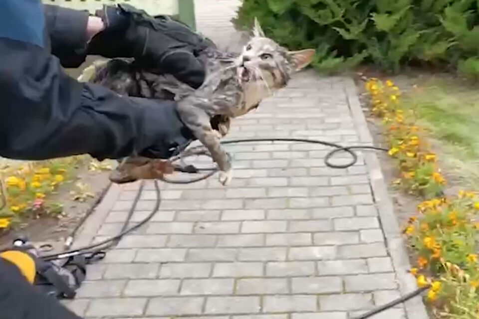 В Солигорском районе кот провалился в колодец — на помощь пришли спасатели