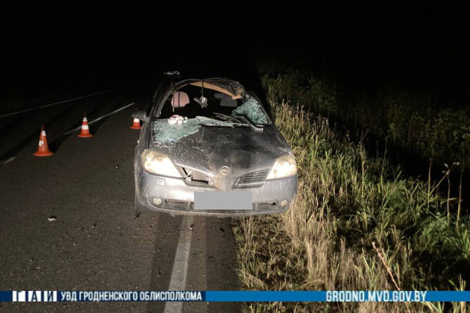 В Сморгонском районе легковушка столкнулась с лосем — водитель и пассажир травмированы