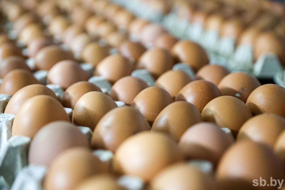 Узнали, сколько сельхозпродукции произвели в Беларуси за январь — август 2025 года