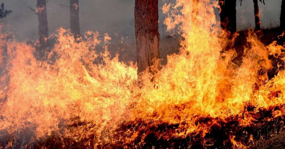 В Беларуси за прошлую неделю потушили 24 лесных пожара