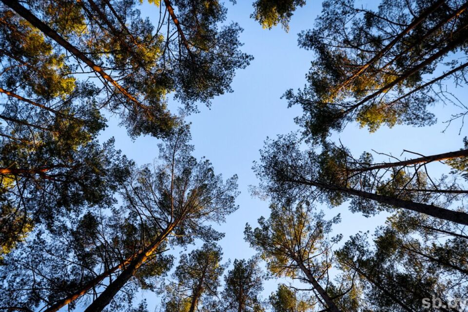 В Лиозненском районе работники МЧС помогли двум пенсионерам, заблудившимся в лесу