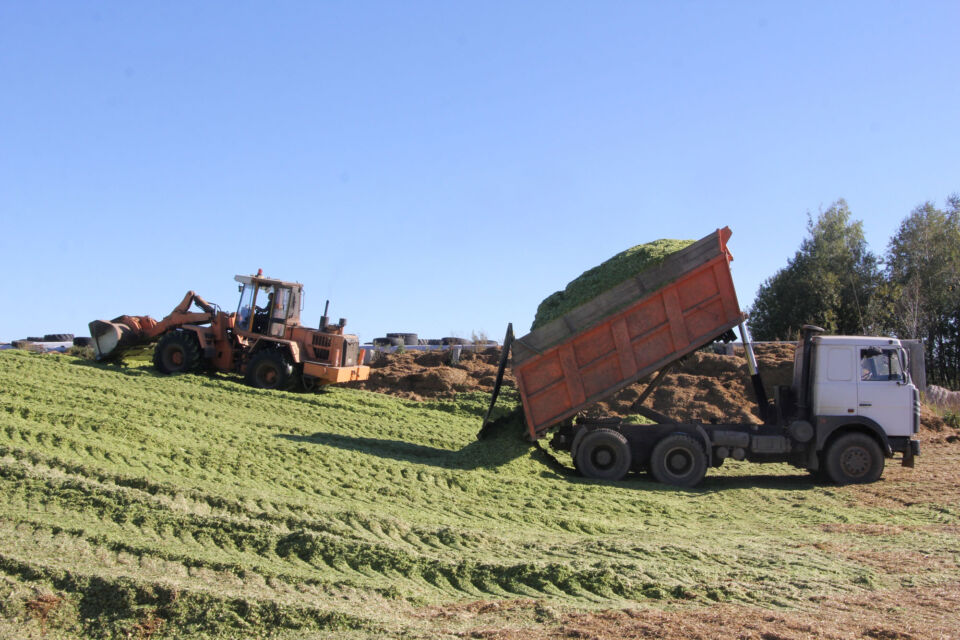 В Беларуси началась массовая уборка кукурузы