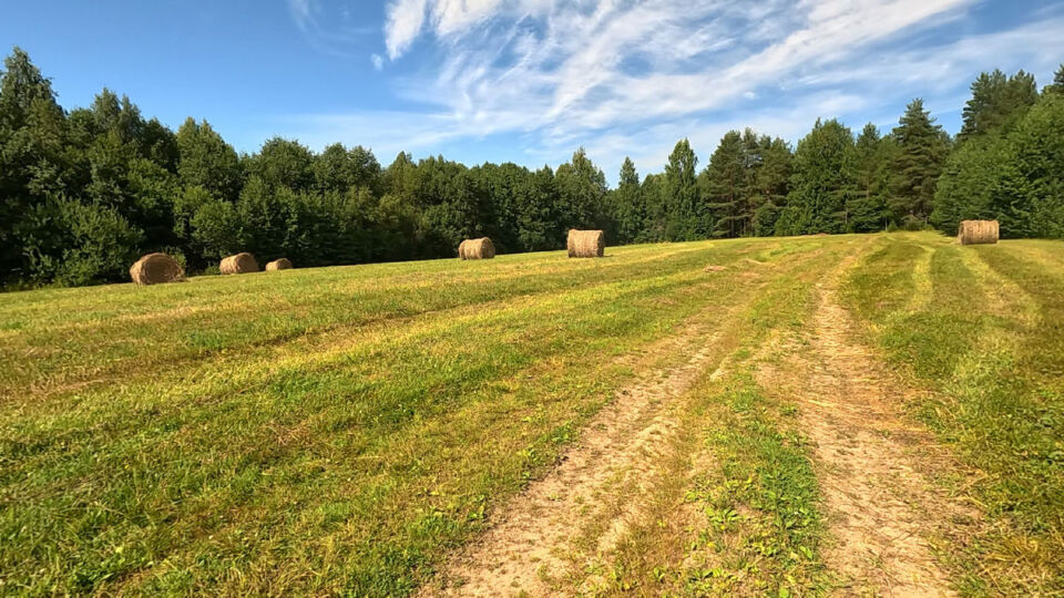 До +20°С ожидается сегодня в Беларуси